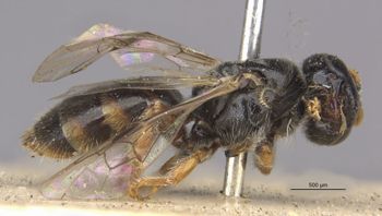 Media type: image;   Entomology 25252 Aspect: habitus lateral view